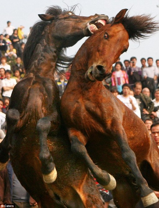 Chinese Horse Fights - New Year - ear bite