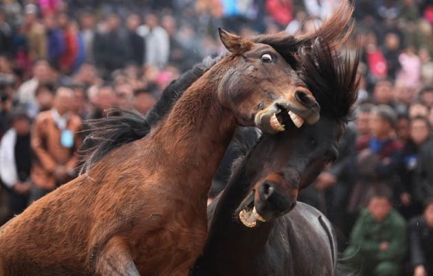 Chinese Horse Fights - New Year - head butt
