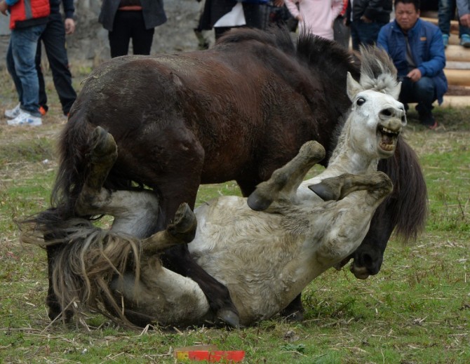 Chinese Horse Fights - New Year - trample