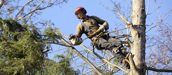 Darwin Awards - Fir tree surgeon