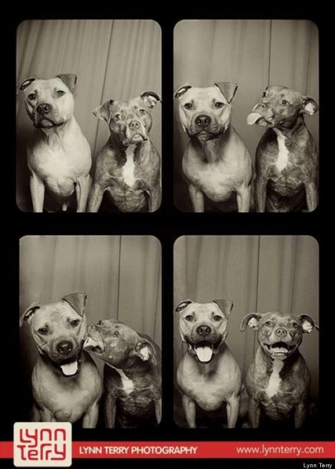 Pit Bulls Photo Booth 1