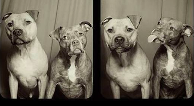 Pit Bulls Photobooth