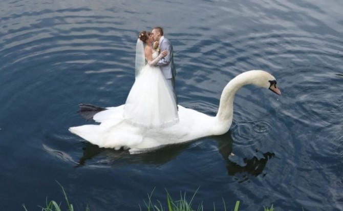Russia With Love - wedding swan