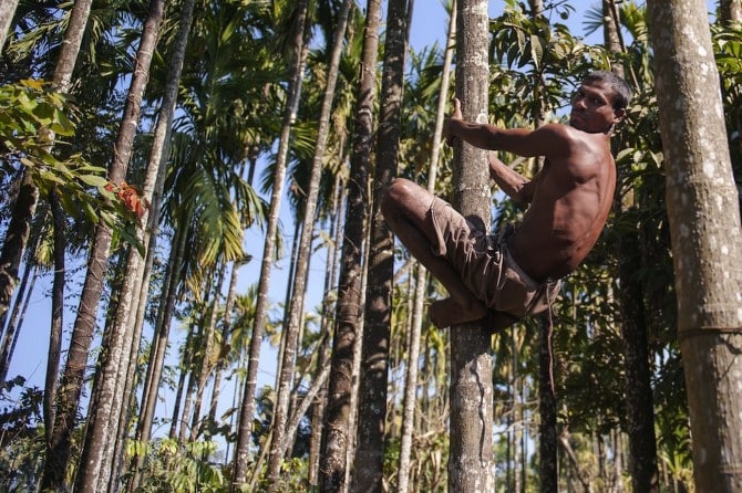 Weird News - Bengal tal hanuman tree