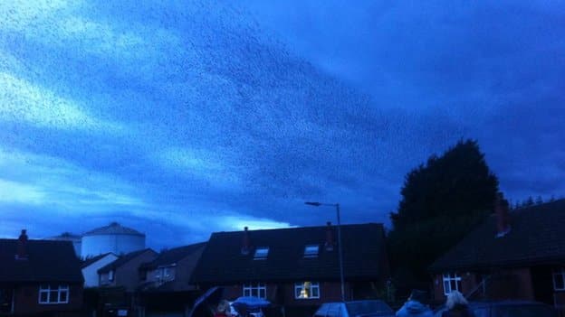 Weird News Week - Macmillan Close starling poo