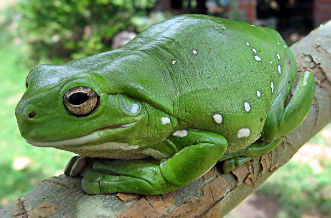 Weird News - frog