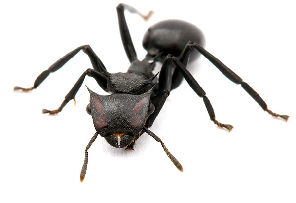 Weird Ugly Insects - Cephalotes atratus Darth Vader 2