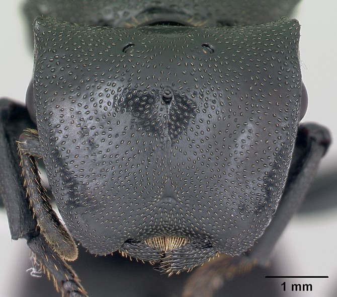 Weird Ugly Insects - Cephalotes atratus Darth Vader