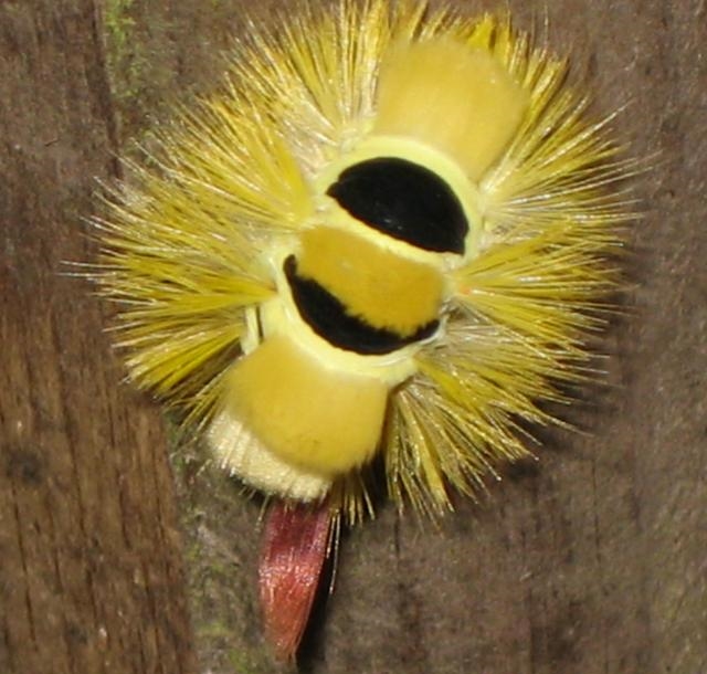 Weird Ugly Insects - Dasychira Pudibunda 2