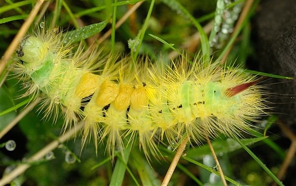 Weird Ugly Insects - Dasychira Pudibunda