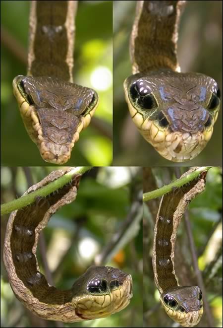 Weird Ugly Insects - Deilephila elpenor - snake caterpillar 2