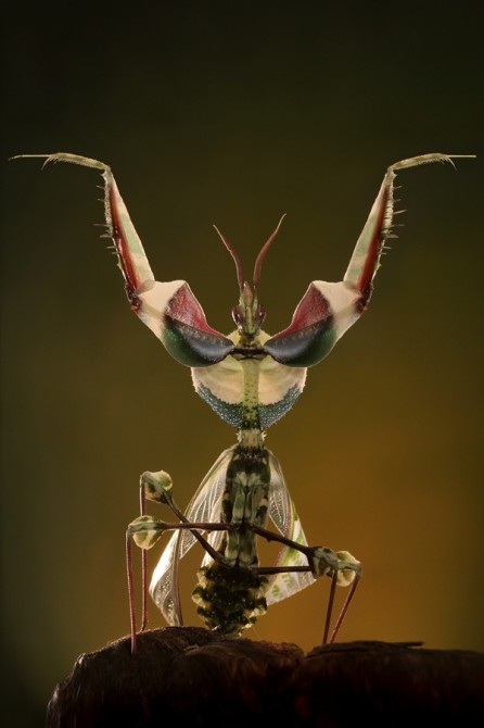 Weird Ugly Insects - Devil’s Flower Mantis or Idolomantis Diabolica