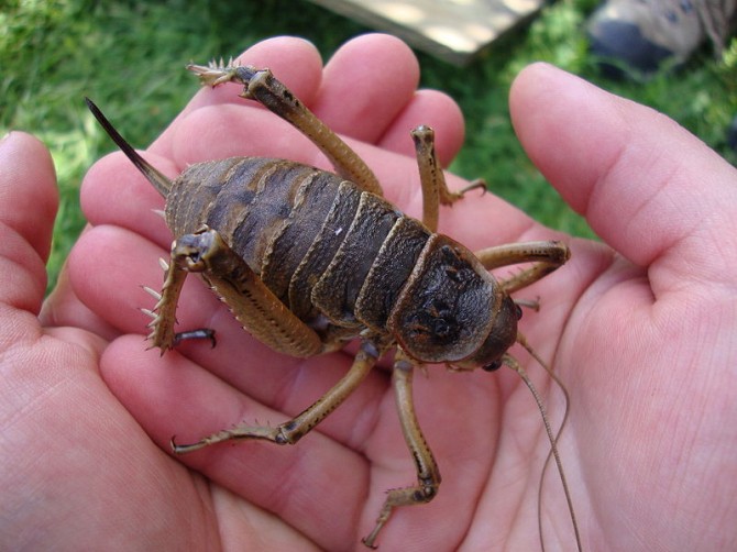 Weird Ugly Insects - Giant Weta 2