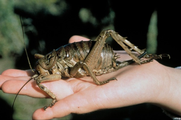 Weird Ugly Insects - Giant Weta