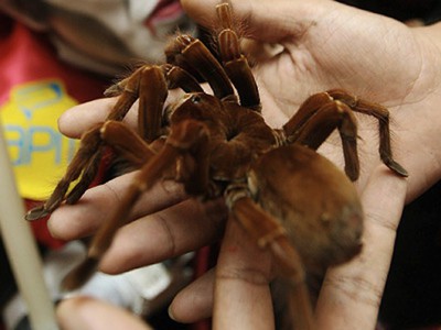 Weird Ugly Insects - Goliath Birdeater 2