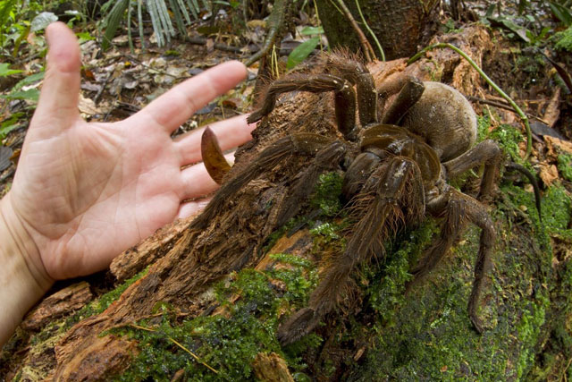 Weird Ugly Insects - Goliath Birdeater