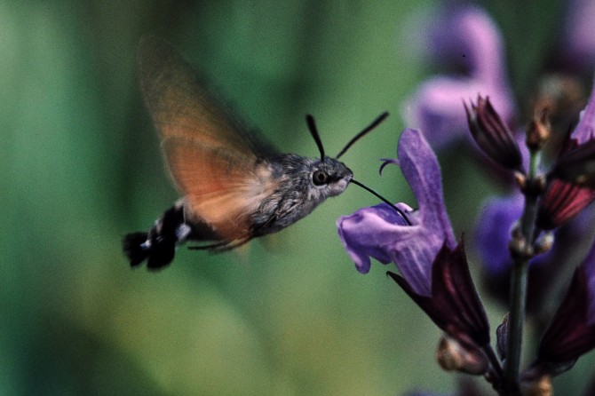 Weird Ugly Insects - Hummingbird Hawk-Moth 2
