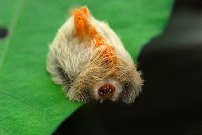 Weird Ugly Insects - Megalopyge opercularis flanel moth