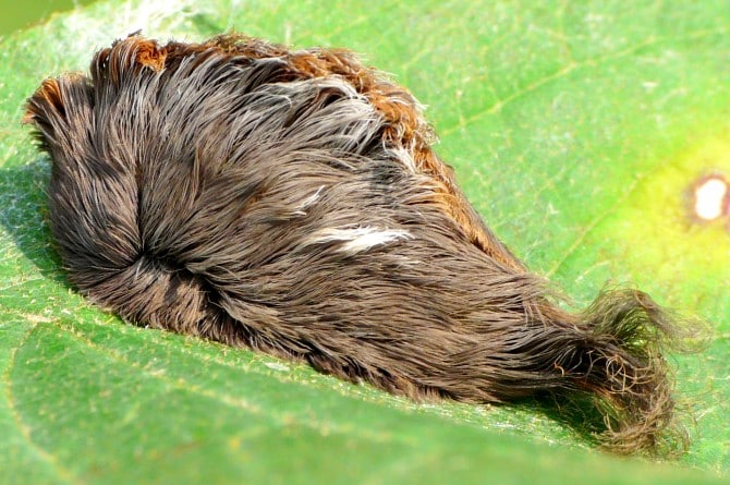 Weird Ugly Insects - Megalopyge opercularis pussy caterpillar