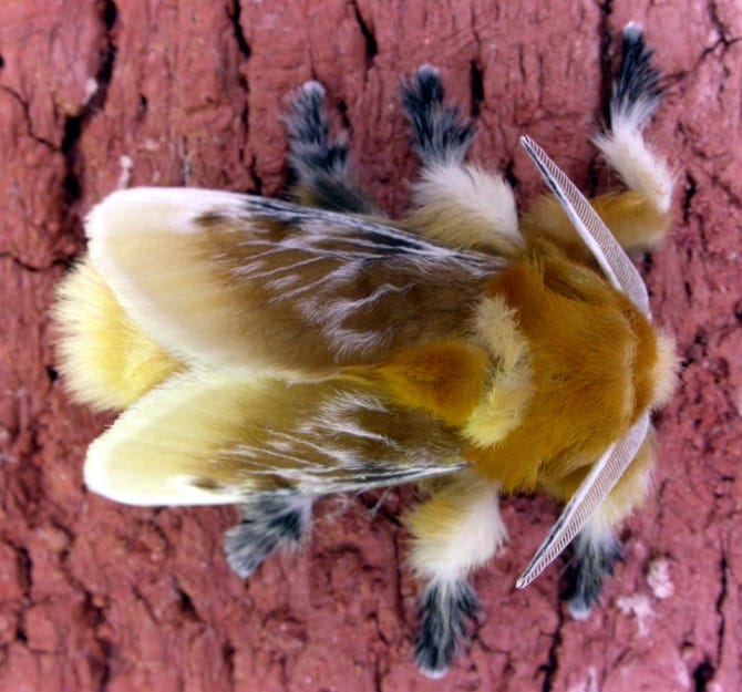 Weird Ugly Insects - Megalopyge opercularis pussy moth