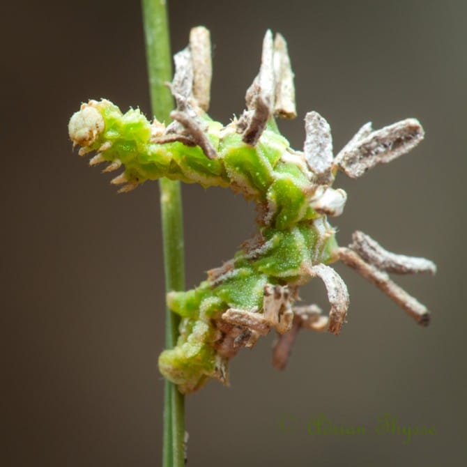 Weird Ugly Insects - ynchlora aerate wavy emerald moth 2