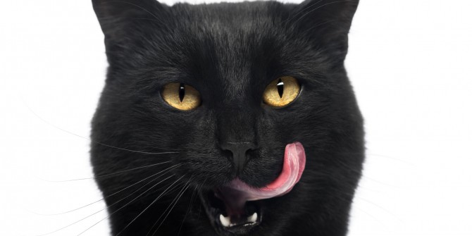 Weird news - Lorenzo Croce from Brianza cat eater