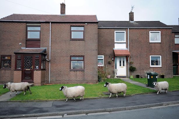 Weird news - Rawtenstall stray sheep