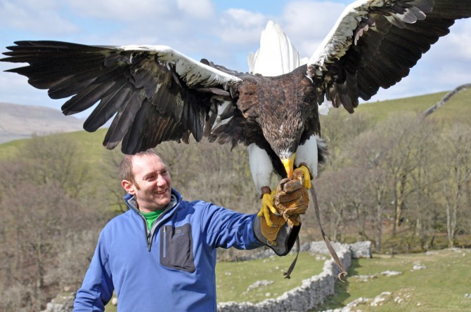 Weird news - Steller's sea eagle