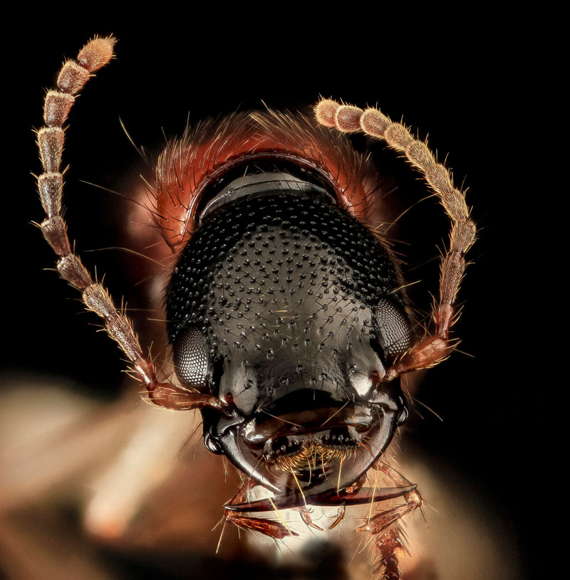 Atrthropods 17