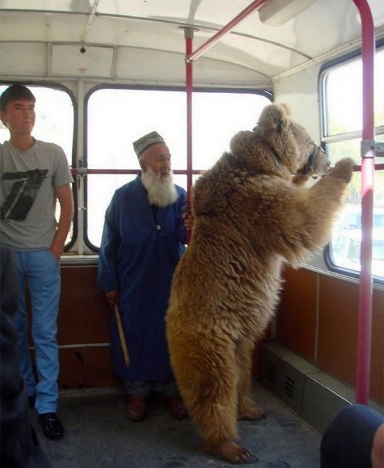 Awesome Photos From Russia With Love - bus bear