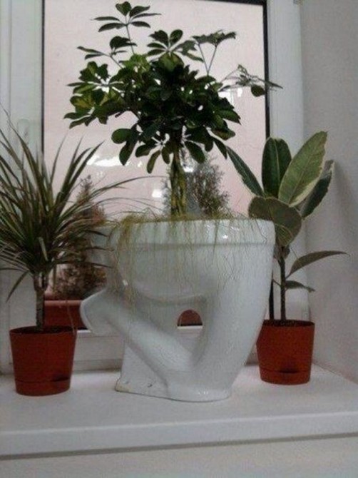 Awesome Photos From Russia With Love - toilet plant
