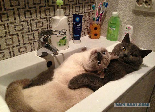 Awesome Photos From Russia - cat bath