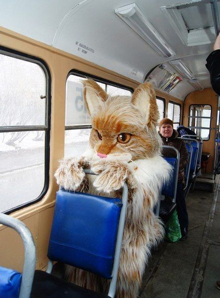 Awesome Photos From Russia - cat suit