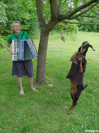 Awesome Photos From Russia - goats dancing