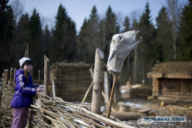 Awesome Photos From Russia - goats head