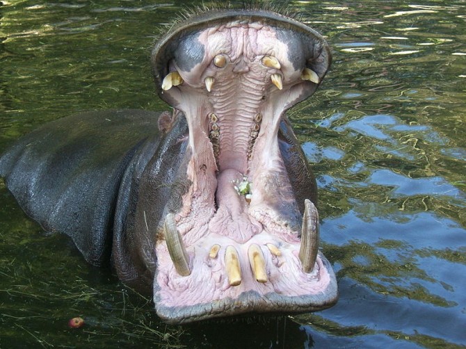 Darwin Awards - Hippo