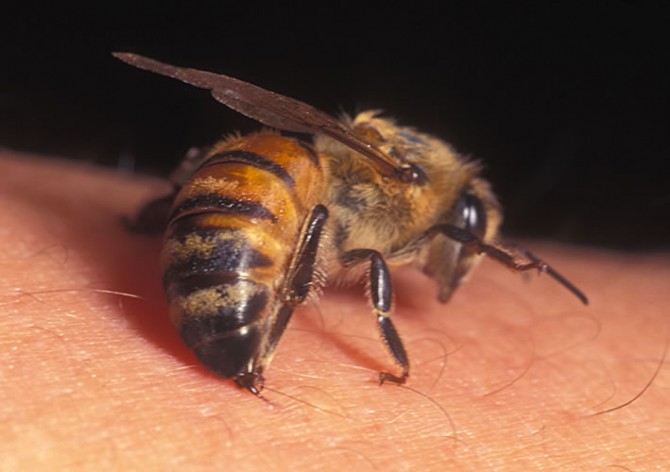 Darwin Awards - Stupid Ways To Die - bee sting