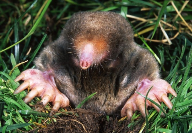 Darwin Awards - electrocution mole