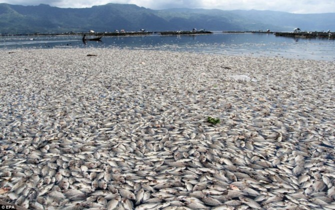 Dead Fish - Maninjau lake - Indonesia boat sulphur