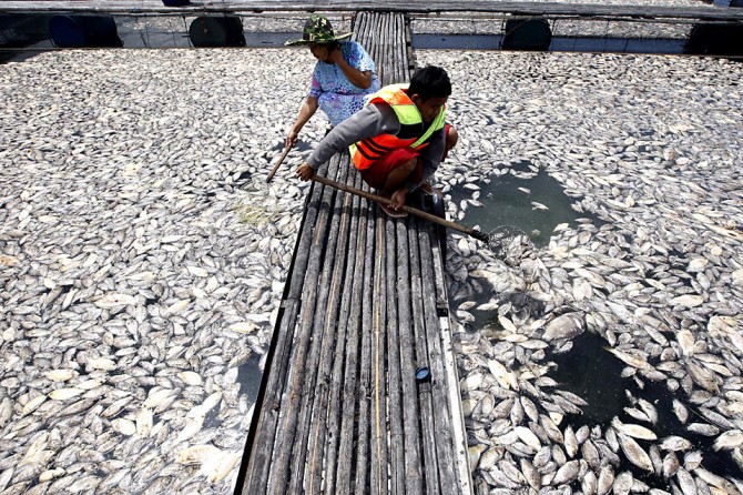 Fish die as result of weather change