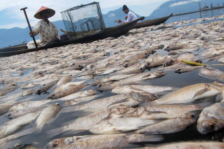 Dead Fish - Maninjau lake - Indonesia