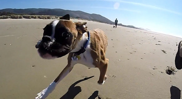 Dog Running Beach