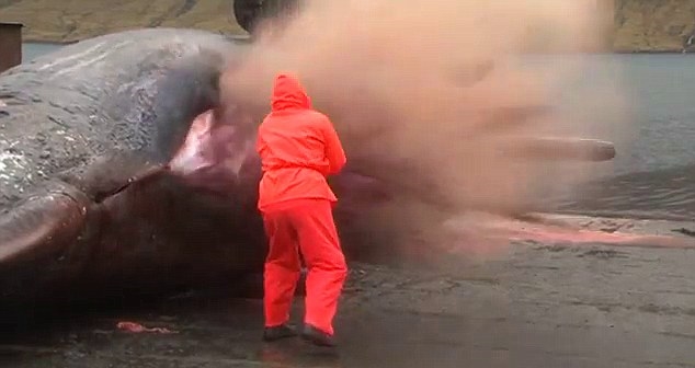 Exploding Dead Whales - Kent Motorway Faroe 2