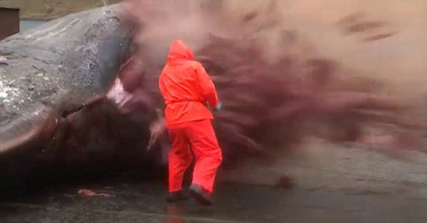 Dead Whale Driven Through Kent And Other Exploding Whale Tales – Page 2
