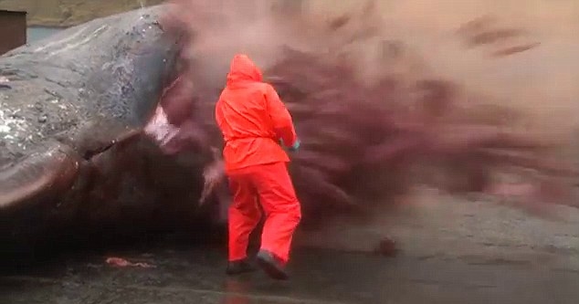 Exploding Dead Whales - Kent Motorway Faroe 3