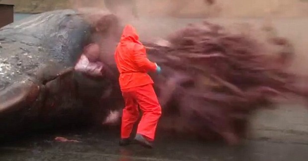 Dead Whale Driven Through Kent And Other Exploding Whale Tales – Page 2