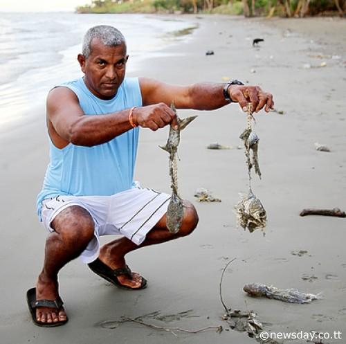 La Brea Coffee Beach Trinidad and Tobago Spill dead fish