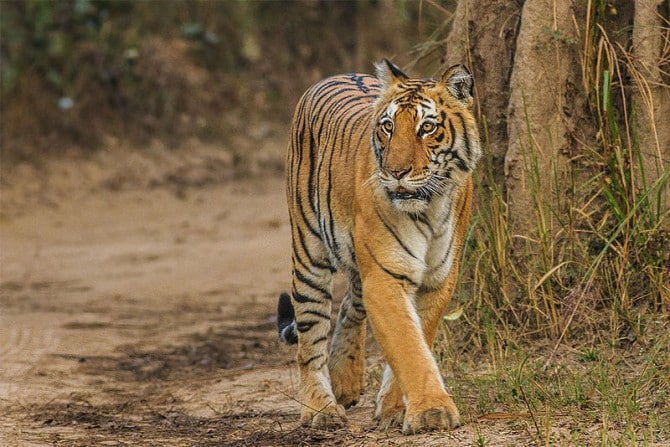 Man-Eaters - Body COunt Animals - Champawat Tiger bengal