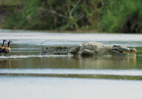 Man-Eaters - Body COunt Animals - Gustave crocodile