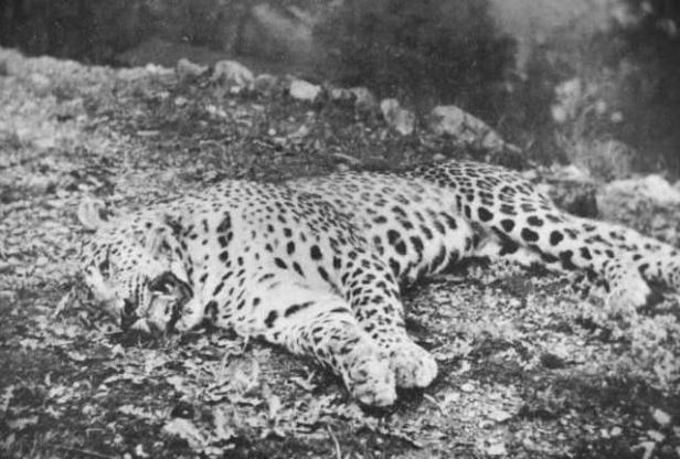 Man-Eaters - Body COunt Animals - Panar Leopard